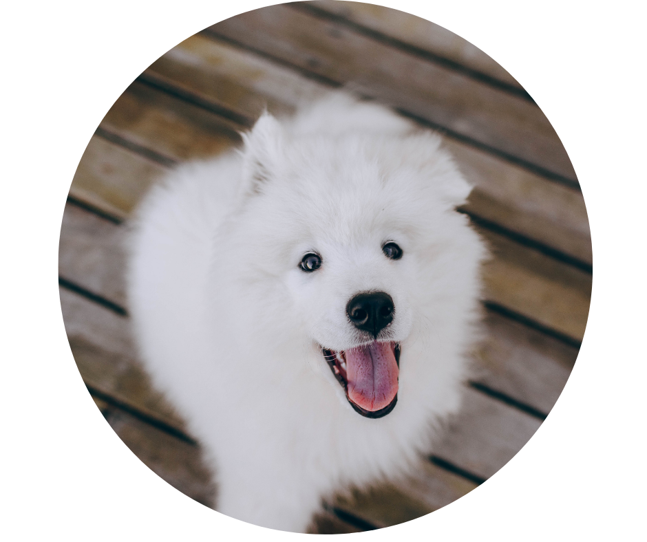 Baltų šunų priežiūra ir mityba: kaip išvengti dėmių ant kailio