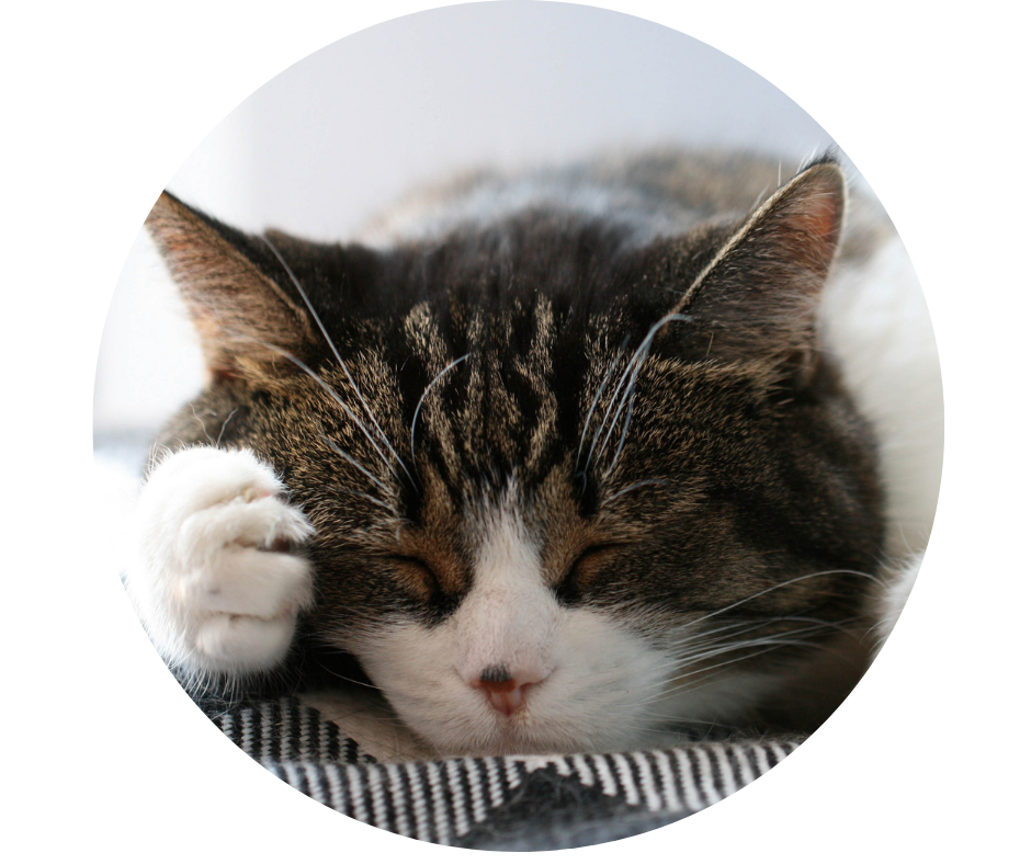 Kačių kvėpavimo takų sutrikimai: kačių astma, kačių gripas ir pavojingasis kalicivirusas