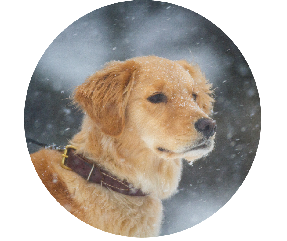 Šunų ligos rudenį ir žiemą: kaip išvengti peršalimo ir stiprinti imunitetą